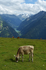 Fototapeta na wymiar Zillertaler Alpen, Blick vom Penken zum Stilluptal, Österreich