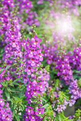 Obraz premium Angelonia flower, Angelonia goyazensis benth in the flower garden