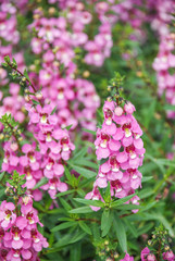 Obraz premium Angelonia flower, Angelonia goyazensis benth in the flower garden