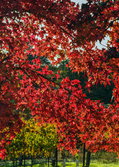 Red Maple Leaves in Autumn