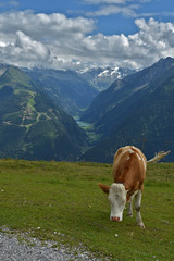 Fototapeta na wymiar Zillertaler Alpen, Blick vom Penken zum Stilluptal, Österreich