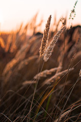 Fototapeta premium on the eve of autumn