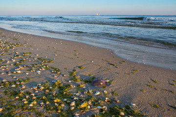 muszelki na plaży, piękny krajobraz nadmorski © VinyLove Foto