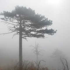 Landscape with big pine tree in fog