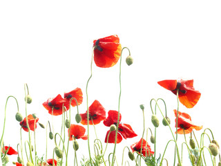 Many red poppies isolated on white background