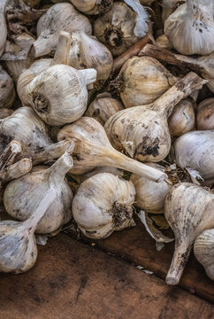garlic