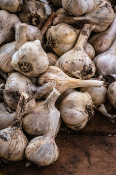 garlic