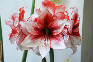 Amarylis flower, full bloom in a tropical botanical garden. Hippeastrum Amaryllis
