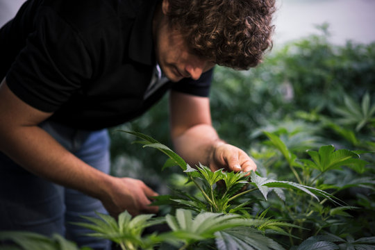 cannabis production