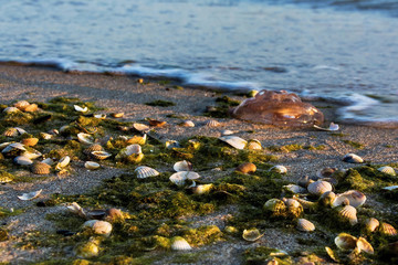 muszelki na plaży, piękny krajobraz nadmorski © VinyLove Foto