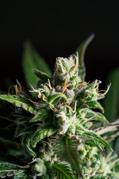 a plant of cannabis