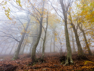 Autumn in the Montseny natural park (Catalonia, Spain)