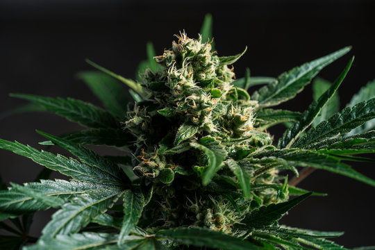 a plant of cannabis
