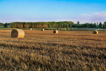 siano na polu, piękny krajobraz, rolnictwo © VinyLove Foto
