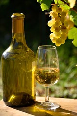 Vin et vin jaune