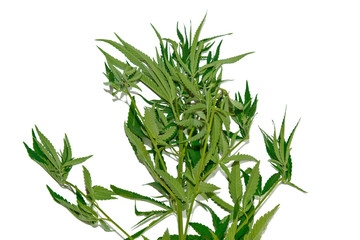 green hemp leaves isolated on white background top view. cannabis bush