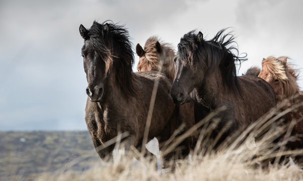 A cantering group of Icelandic horses.