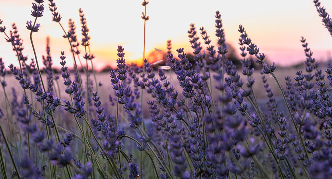 lavender flower at sunset near a wheat field © Pierre-Olivier