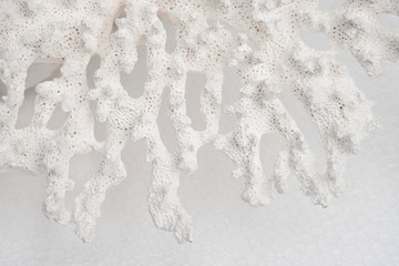 Stick of living coral on a light background. Close up, soft focus.