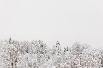 Snowy forest on a winter day
