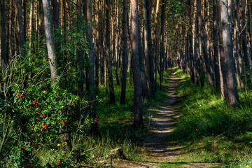 ścieżka w lesie, piękny krajobraz