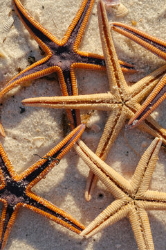 A group of starfish found on the beach.