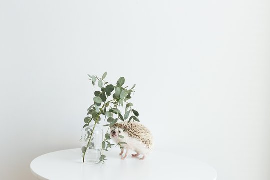 Cute as heck hedgehog on table with plant and copy space
