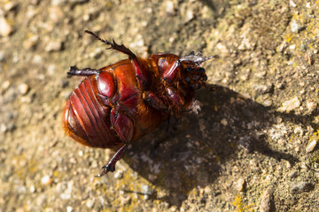 European rhinoceros beetle (Oryctes nasicornis) is a large flying beetle belonging to the subfamily...