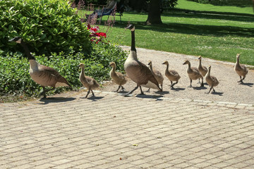 Gänsefamilie: Kanadagans mit Küken, Branta canadensis