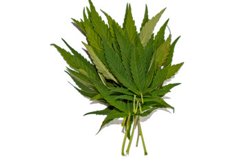 green hemp leaves isolated on white background top view. cannabis bush