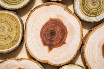 tree trunk cut. annual rings on a tree saw.