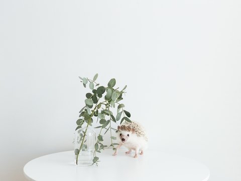 Cute as heck hedgehog on table with plant and copy space