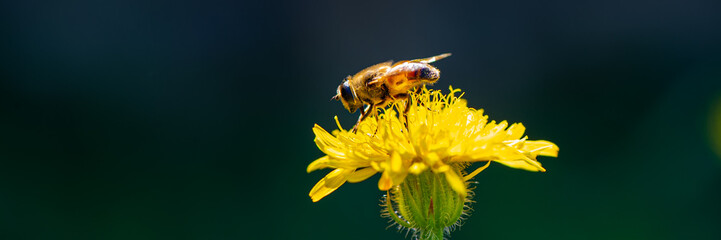 bee drone collects nectar on a marigold flower.