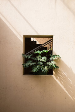Monstera Plant and Light