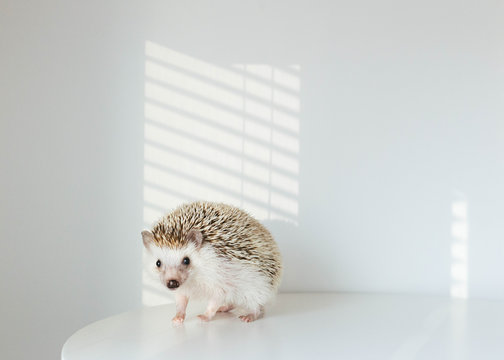 Cute as heck hedgehog on table with sunlight and copy space