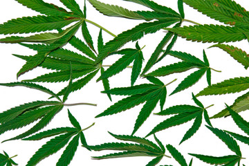 green hemp leaves isolated on white background top view. cannabis bush