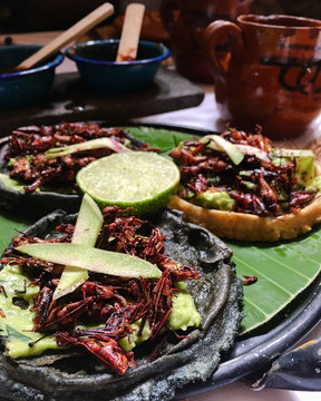 Traditional Mexican Grasshopper Dish