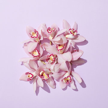 Creative greeting card with gentle pink orchids flowers on a pastel pink background with shadows.