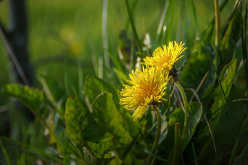 Taraxacum erythrospermum