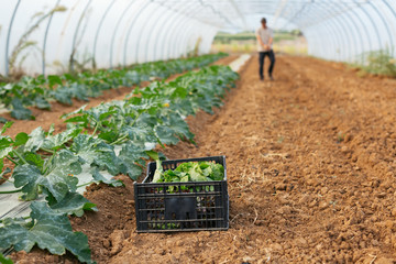 Ecological agriculture.