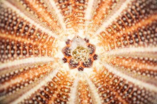 Sea Urchin Shell Closeup