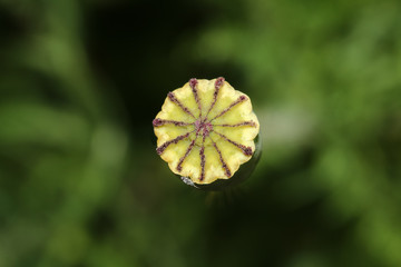 Trockene Mohnkapseln 