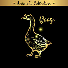 Golden and royal Hand Drawn Emblem of farm Goose animal. Butchery shop branding, meat products. Butcher market. Gold Outline Sketch and lettering. Contour drawing concept