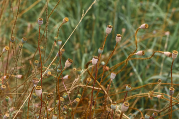 Trockene Mohnkapseln 