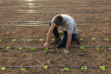 Ecological agriculture.