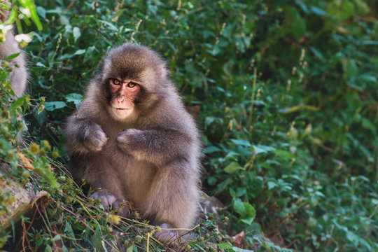 snow monkeys in japan