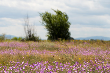 Xeranthemum annuum is a flowering plant species also known as annual everlasting or immortelle.