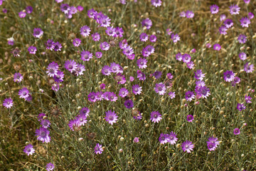 Xeranthemum annuum is a flowering plant species also known as annual everlasting or immortelle.