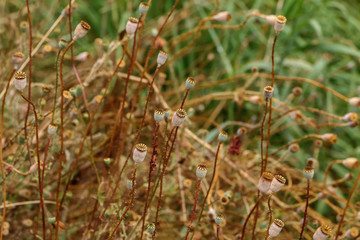 Trockene Mohnkapseln 