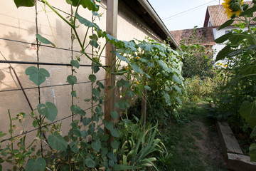 support à plantes grimpantes au potager